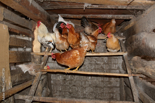 Εκτύπωση καμβά wooden village chicken coop with roosts for hens and roosters