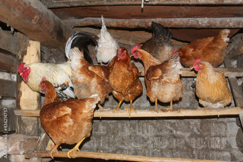 wooden village chicken coop with roosts for hens and roosters 