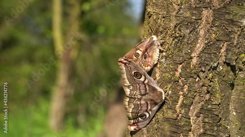 Small emperor moth, Saturnia pavonia having a love. European night butterfly. Wildlife animal. Beautiful Emperor moth in the nature habitat. Saturnia pavoniella in sunny day. photo