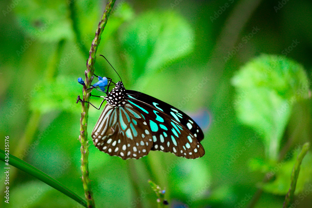 Fototapeta premium Butterflies are beautiful, flying insects with large scaly wings