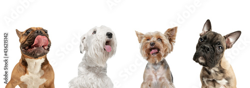 Close-up four cute dogs different breeds posing isolated over white studio background. Collage