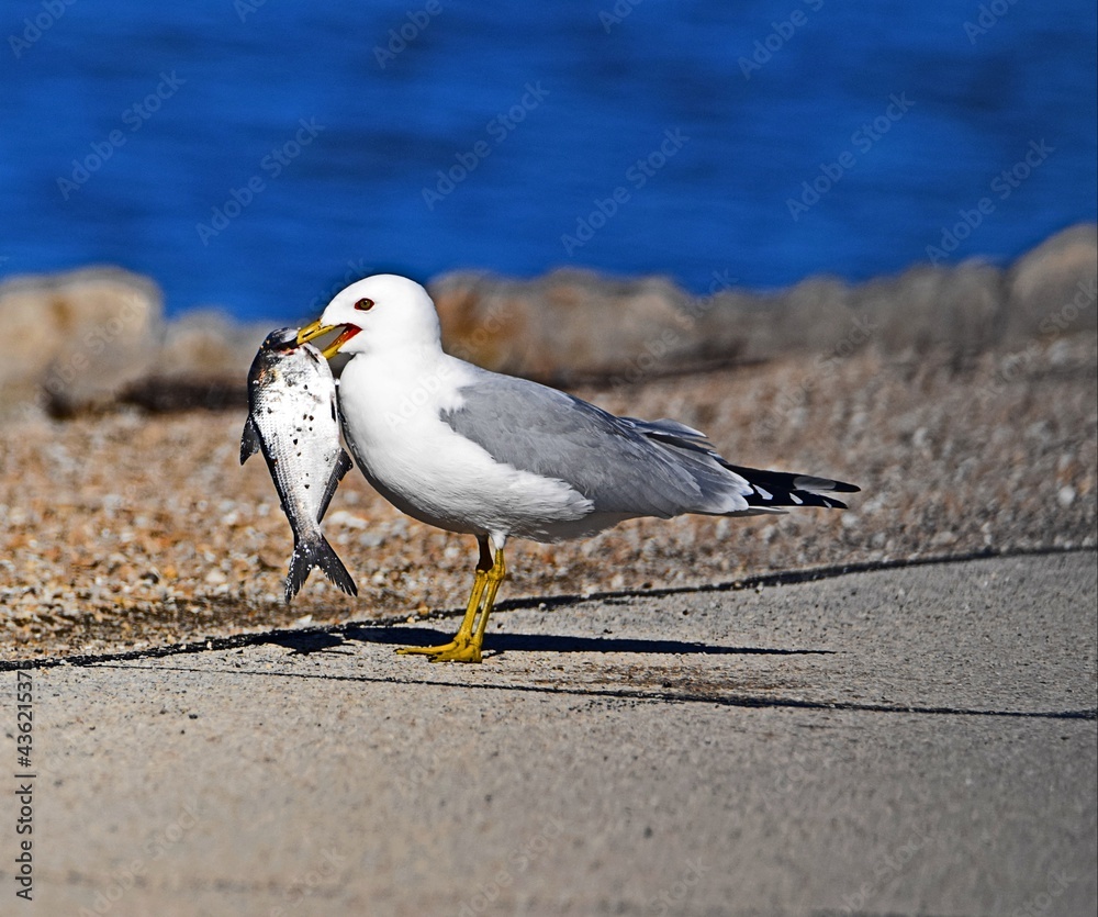 Obraz premium seagull on the beach