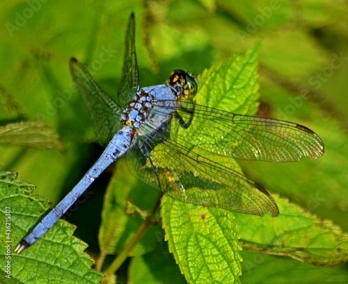 dragonfly on a leaf © mary