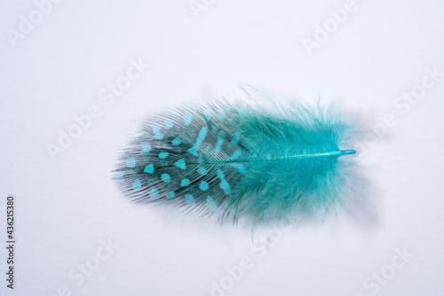 blue feathers on white background