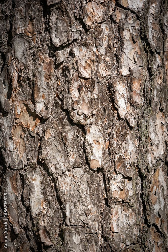 Rough pine tree bark background texture Rough pine tree bark background texture