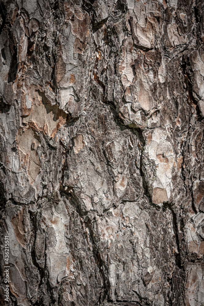 Rough pine tree bark background texture Rough pine tree bark background texture