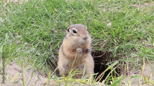 Wild gopher eating carrot. A groundhog sitting at its burrow on the grass photo