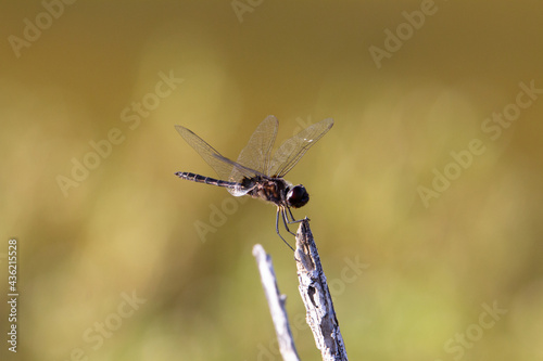 dragonfly on a stick with a natural brown  background © Ian
