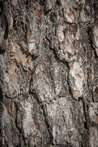 Rough pine tree bark background texture