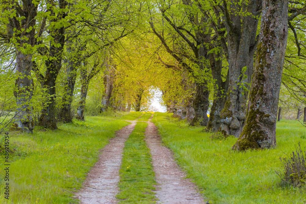 Springtime alley road, leading to yellow light, located at Bettenfeld, Tauber Valley, South Germany