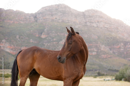 horse in the mountains