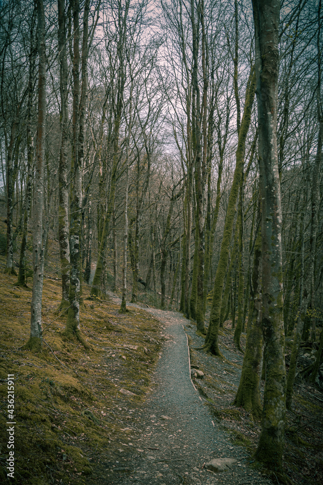 Obraz premium path in the woods