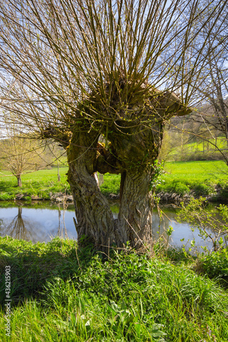 Salix Viminalis, a Basket Willow Tree with a hole in the middle, at the Tauber River, Bavaria, South Germany