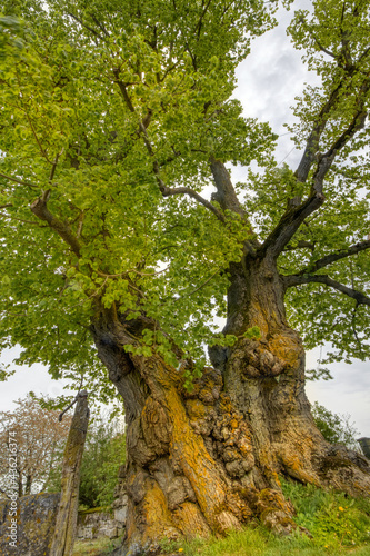 Largeleaf Linden tree with an age around 500 years, a girth of 8.8 m, located in Burgstall near Rothenburg, Bavaria, Soiuth Germany photo