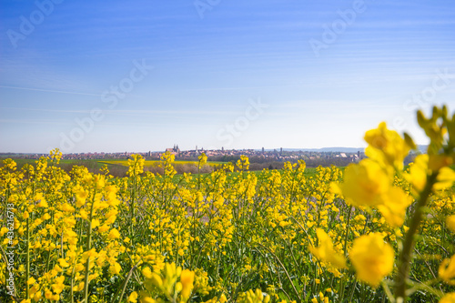 Rapeseed field with the skyline of the historic City of Rothenburg in in springtime