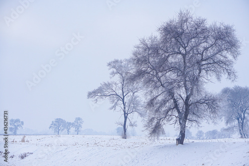 minimal winter landscape, row of trees on snow covered © wuanxiang