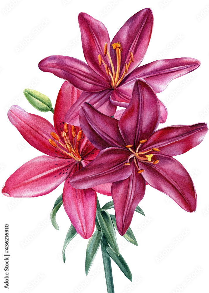 Bouquet watercolor flowers, lilies on white background, botanical illustration Bouquet watercolor flowers, lilies on white background, botanical illustration