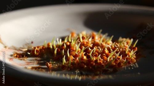 Foto Heap of germinating millet seeds on a plate