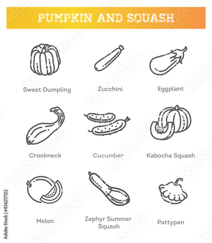 Vector collection squash varieties and pumpkin