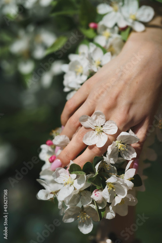 blossom apple tree and hand 