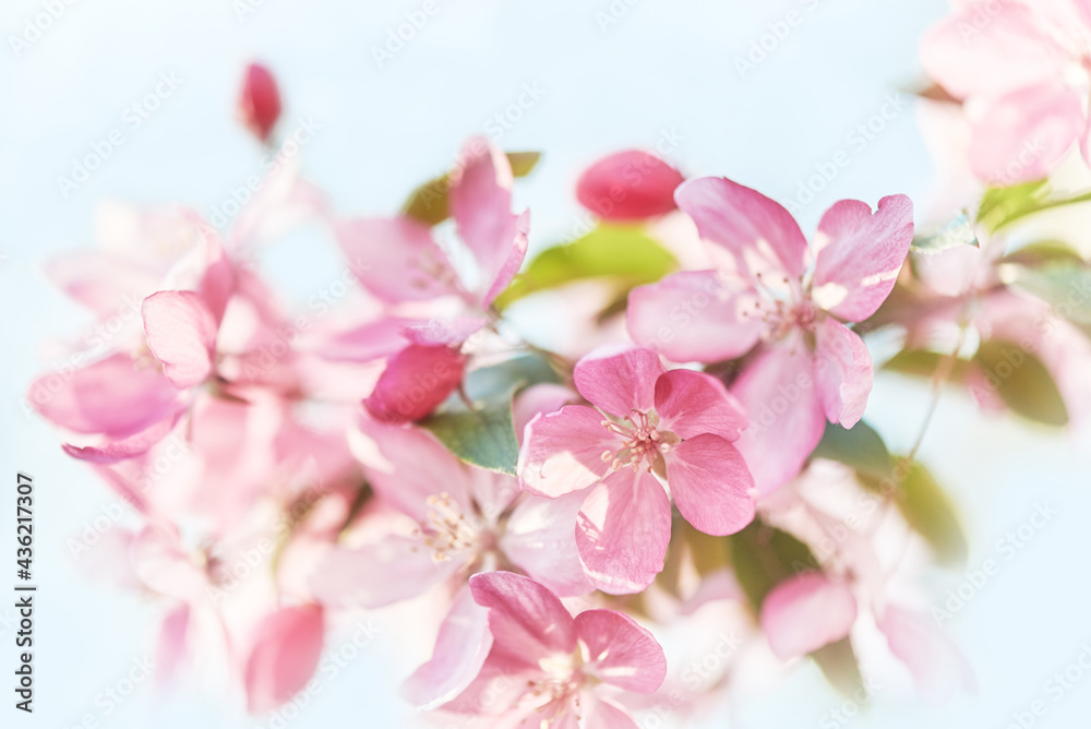 Close-up image of the beautiful pink spring blossom of apple tree Close-up image of the beautiful pink spring blossom of apple tree
