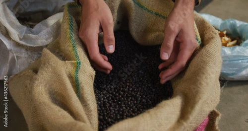 Hands of caucasian man working at gin distillery inspecting juniper berries in sack photo