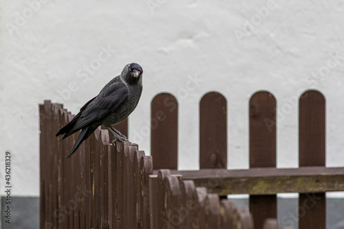 kawka zwyczajna (Corvus monedula) siedzi na płocie i obserwuje photo