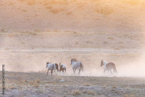 Fototapeta Naklejka Na Ścianę i Meble -  Wild Horse Herd in the Utah Desert