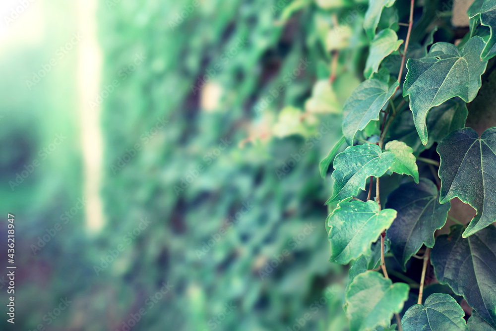 Close up view of green vine leaves with a blurred space. Close up view of green vine leaves with a blurred space.