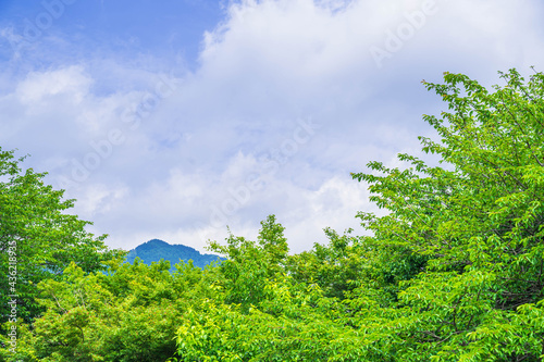 桜の新緑と背振の山