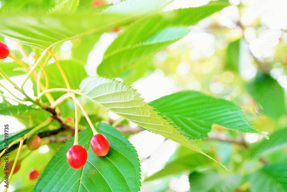 初夏のソメイヨシノの桜の葉と実のアップ Stock Photo Adobe Stock 初夏のソメイヨシノの桜の葉と実のアップ Stock Photo Adobe Stock