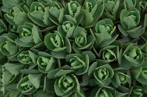 Background green ahiveria, green ornamental plant, natural background, top view