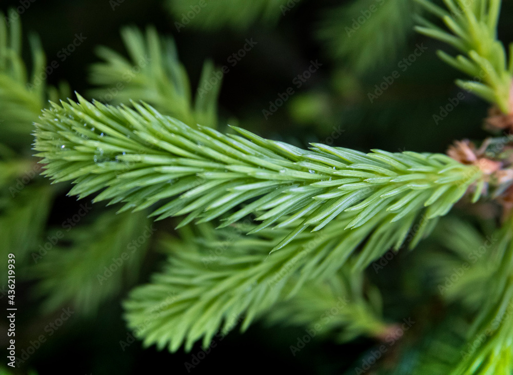 Pine Pine