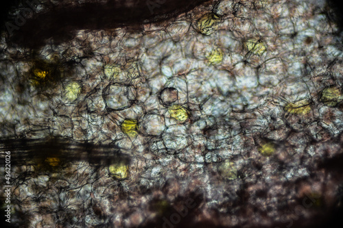 Pickled ginger root under the light microscope, magnification 100 times, microscope objective 10 photo