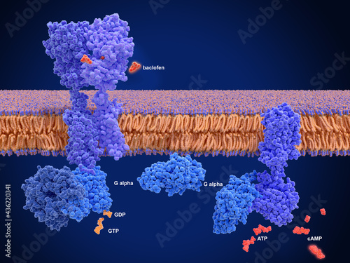 Activation of the GABA B receptor by an agonist leads to a cAMP signal cascade photo