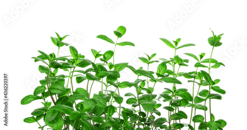 Fresh leaf mint green herbs ingredient for mojito drink  isolated on white background.