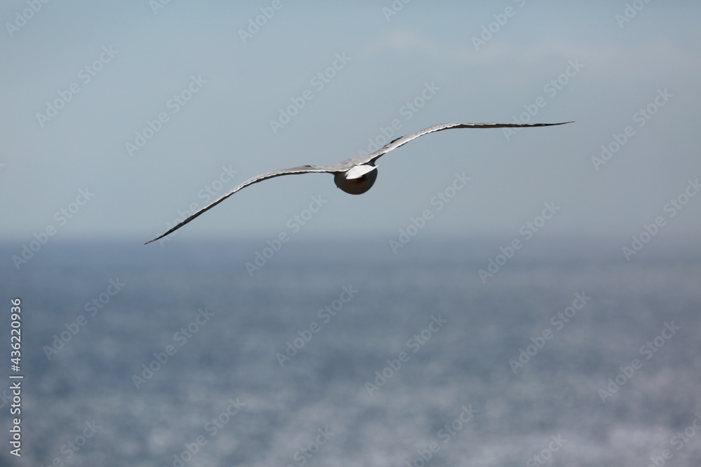 white seagulls birds near the sea white seagulls birds near the sea
