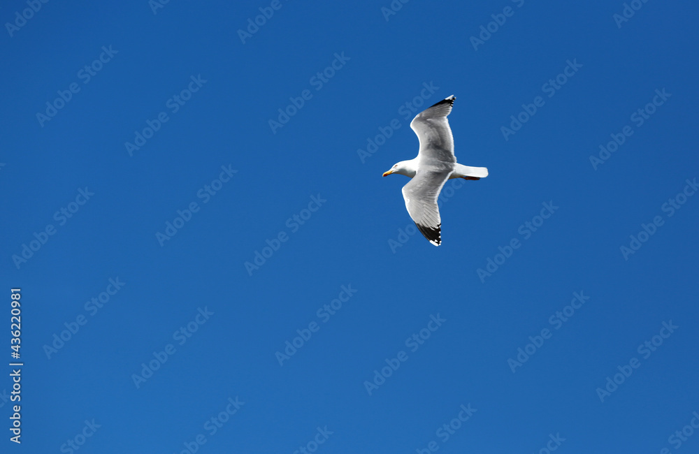 Obraz premium white seagulls birds near the sea