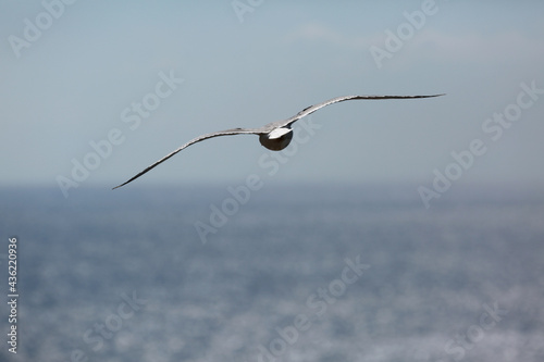 white seagulls birds near the sea