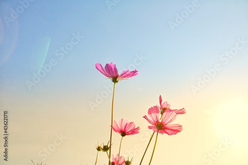 Sweet color cosmos blooming on natural background. Vintage photo editing