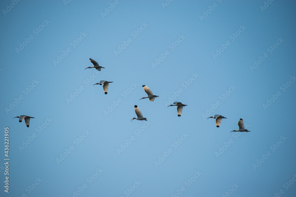 A flock of White Ibis fly through the sky in Tampa, Florida.
