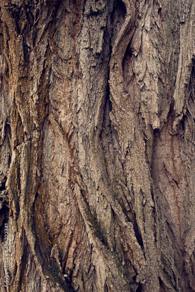 Obraz premium Texture of bold and harsh tree trank bark. Wooden natural background.