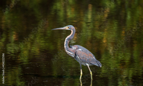 A Tri-Colored Heron stalks prey in the shallow waters in a Tampa Bay, Florida nature preserve. 