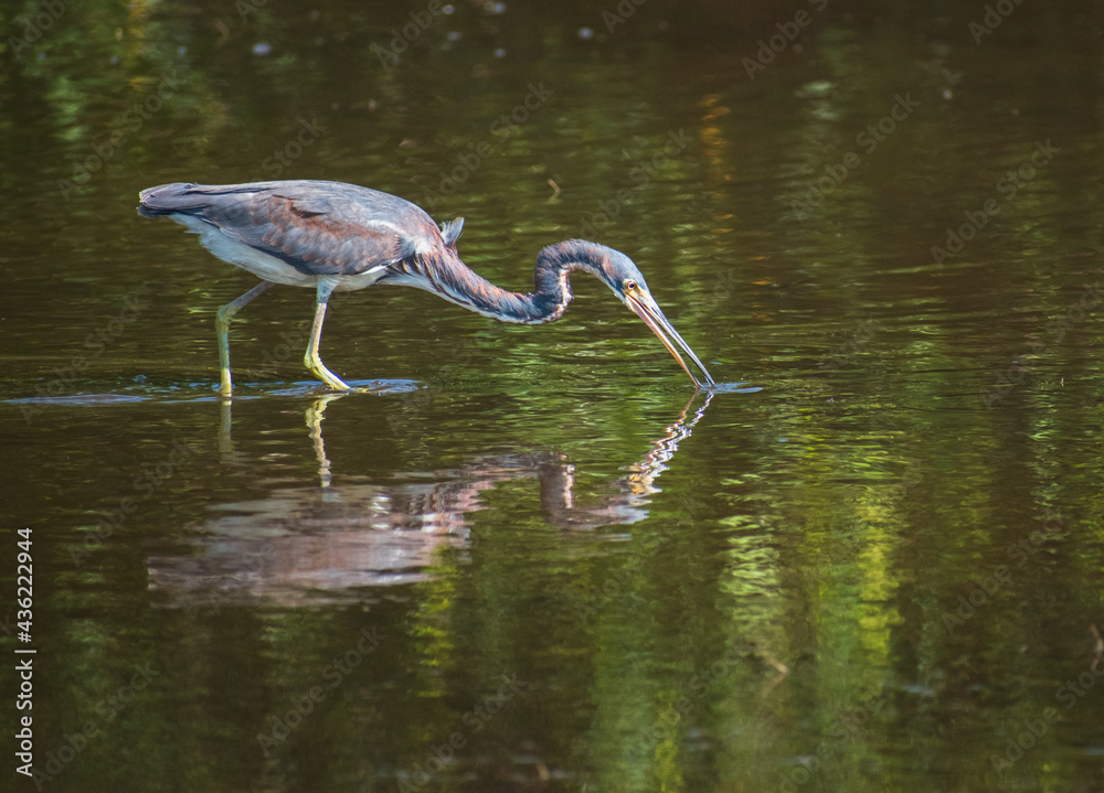 Obraz premium A Tri-Colored Heron stalks prey in the shallow waters in a Tampa Bay, Florida nature preserve.