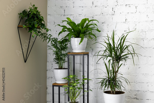 green houseplants on stand by white brick wall in living room. air purifying plants in home