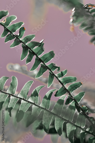 Vertical shot of Ebony spleenwort leaves on a blurred background photo