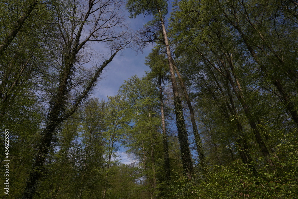 Obraz premium beautiful nature