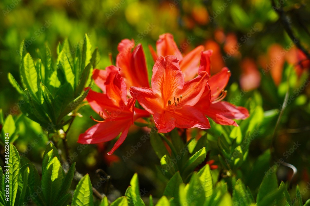 Rhododendron - Azalea beautiful blooming flower  - flowering decorative shrubs