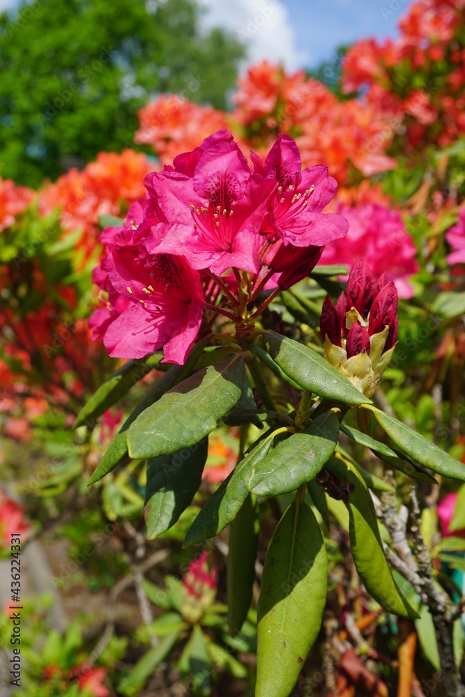 Rhododendron - Azalea beautiful blooming flower - flowering decorative shrubs Rhododendron - Azalea beautiful blooming flower - flowering decorative shrubs