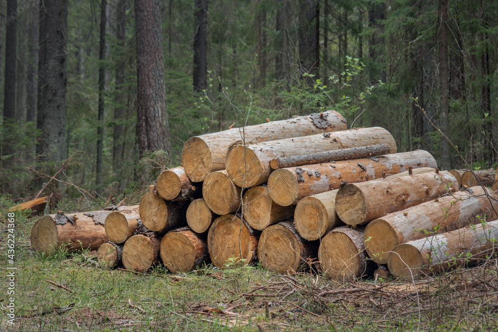 a sawn tree in the forest, logging, deforestation, round logs lie in a clearing, respect for nature and forests a sawn tree in the forest, logging, deforestation, round logs lie in a clearing, respect for nature and forests